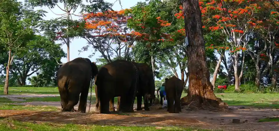 Dubare Elephant Camp