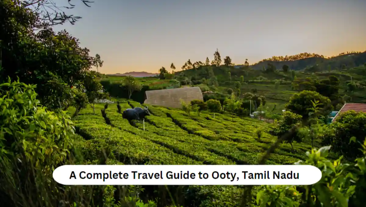 A Complete Travel Guide to Ooty, Tamil Nadu